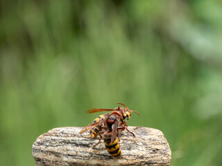 Hornisse (Vespa crabro) Königin