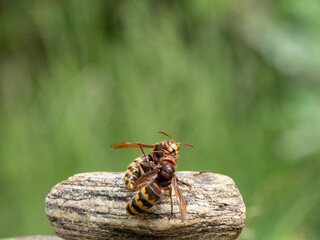 Hornisse (Vespa crabro) Königin