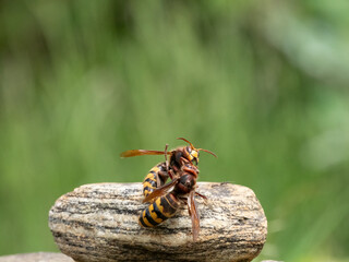 Hornisse (Vespa crabro) Königin