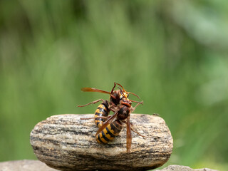 Hornisse (Vespa crabro) Königin