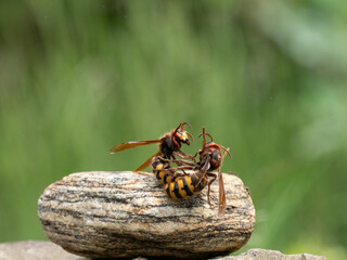 Hornisse (Vespa crabro) Königin