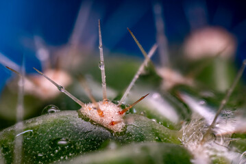 espina, cactus, naturaleza, macro, bicho, animal, hojas, anisoptera, close-up