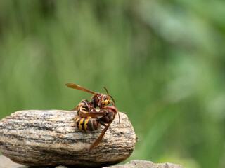 Hornisse (Vespa crabro) K&ouml;nigin