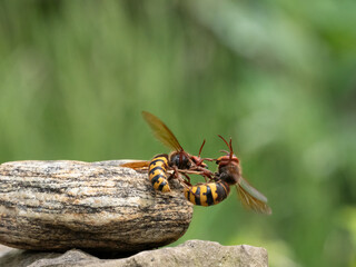 Hornisse (Vespa crabro) Königin