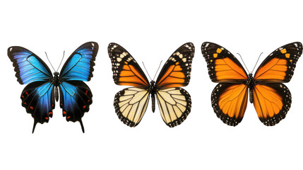Obraz premium A set of butterflies each with their wings fully spread, isolated on transparent background