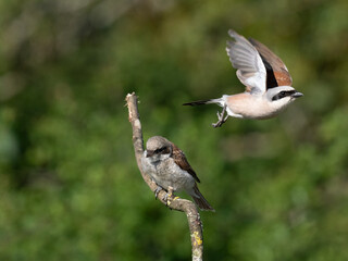 Neuntöter (Lanius collurio)