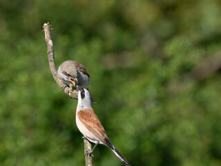 Neuntöter (Lanius collurio)
