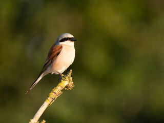 Neuntöter (Lanius collurio)