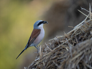 Neuntöter (Lanius collurio)