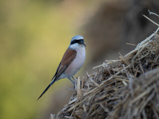 Neuntöter (Lanius collurio)
