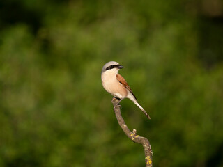 Neuntöter (Lanius collurio)