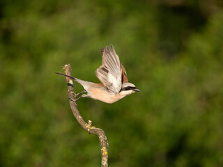 Neuntöter (Lanius collurio)