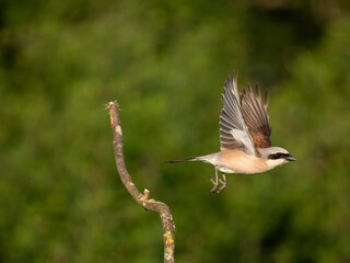 Neuntöter (Lanius collurio)
