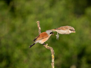 Neuntöter (Lanius collurio)