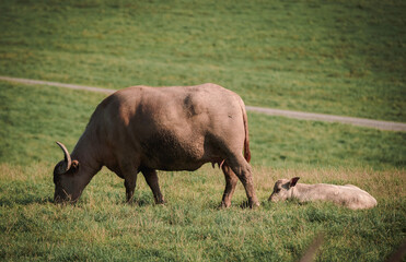 water buffalo and her calf