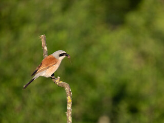 Neuntöter (Lanius collurio)