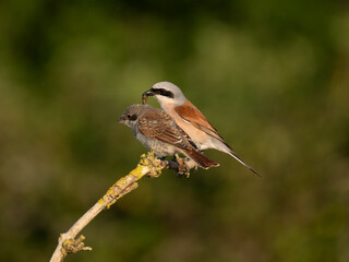 Neuntöter (Lanius collurio)