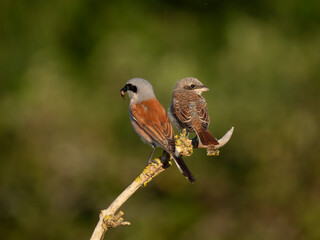 Neuntöter (Lanius collurio)