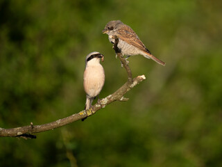 Neuntöter (Lanius collurio)