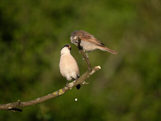 Neuntöter (Lanius collurio)