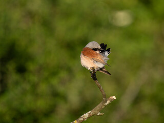 Neuntöter (Lanius collurio)