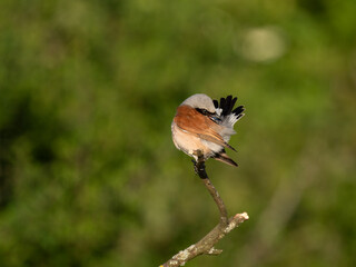Neuntöter (Lanius collurio)