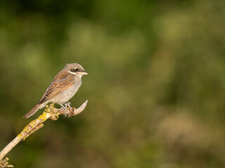 Neuntöter (Lanius collurio)