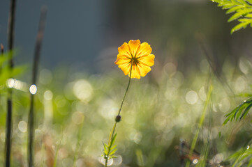 wildflower in the morning dew