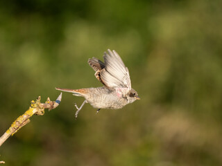 Neuntöter (Lanius collurio)