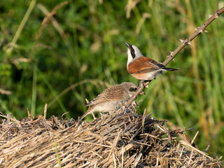 Neuntöter (Lanius collurio)