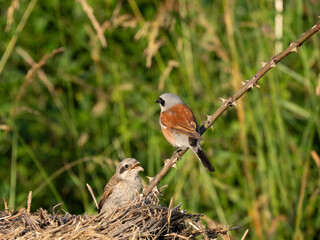 Neuntöter (Lanius collurio)