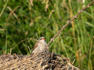 Neuntöter (Lanius collurio)