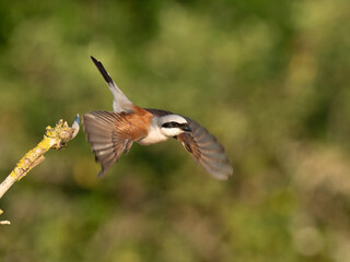 Neuntöter (Lanius collurio)