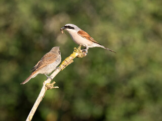 Neuntöter (Lanius collurio)