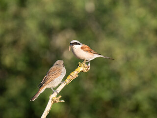 Neuntöter (Lanius collurio)