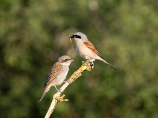 Neuntöter (Lanius collurio)