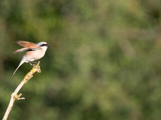 Neuntöter (Lanius collurio)