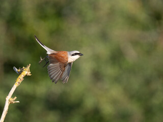 Neuntöter (Lanius collurio)