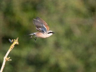 Neunt&ouml;ter (Lanius collurio)