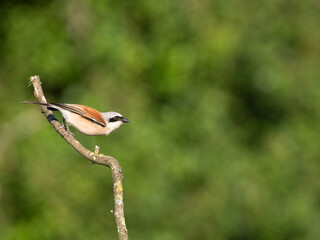 Neuntöter (Lanius collurio)
