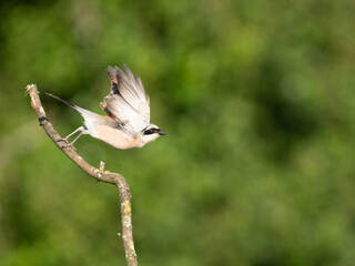 Neuntöter (Lanius collurio)