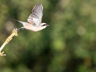 Neuntöter (Lanius collurio)