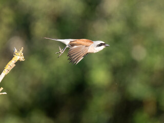 Neuntöter (Lanius collurio)