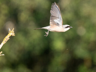 Neuntöter (Lanius collurio)