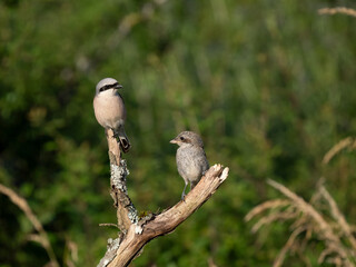 Neuntöter (Lanius collurio)