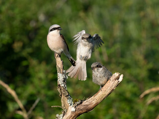 Neuntöter (Lanius collurio)
