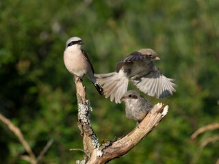 Neuntöter (Lanius collurio)