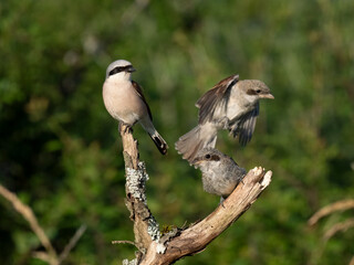Neuntöter (Lanius collurio)