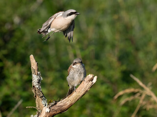 Neuntöter (Lanius collurio)