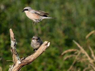 Neuntöter (Lanius collurio)